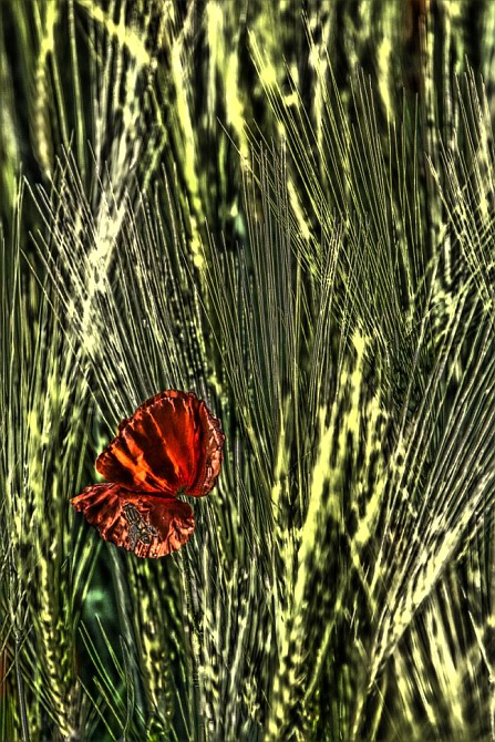 Mohn