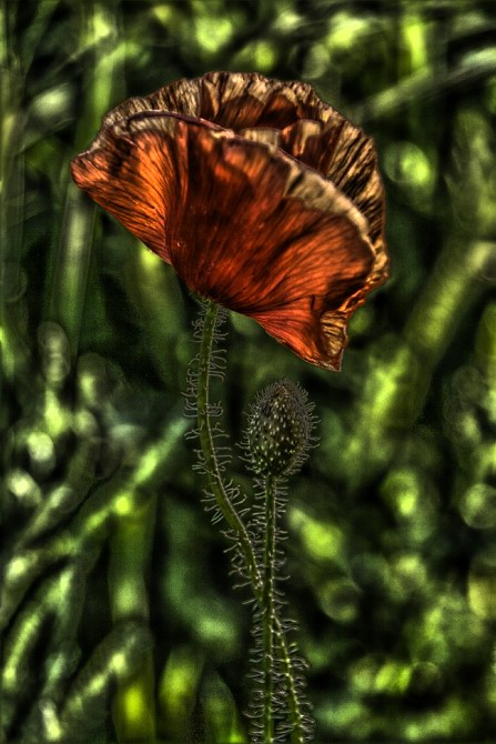 Mohn