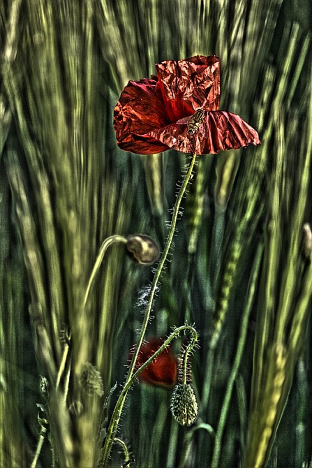 Mohn