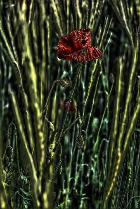 Mohn