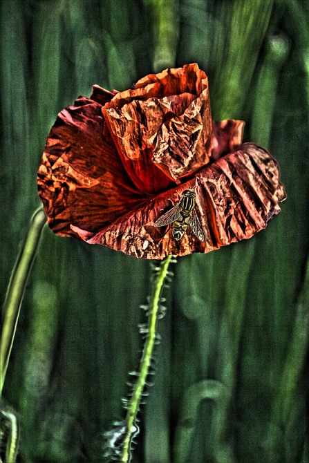 Mohn