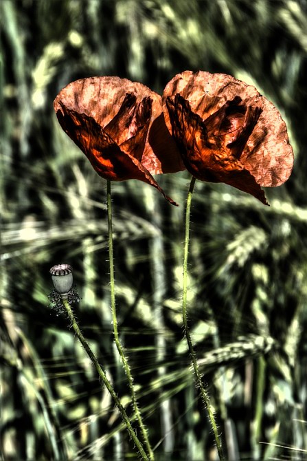 Mohn