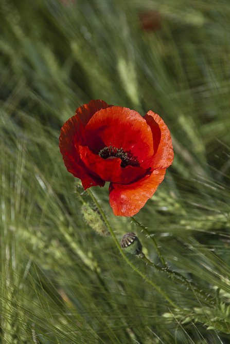 Mohn