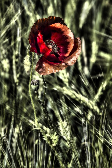 Mohn