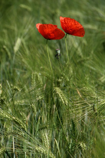 Mohn