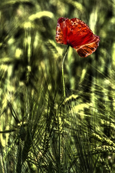 Mohn