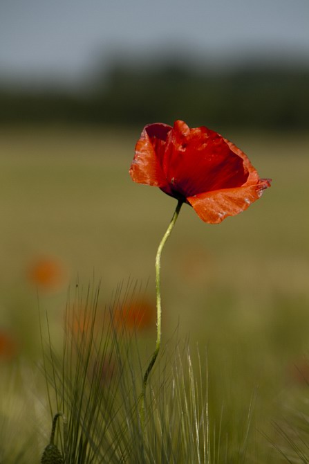 Mohn