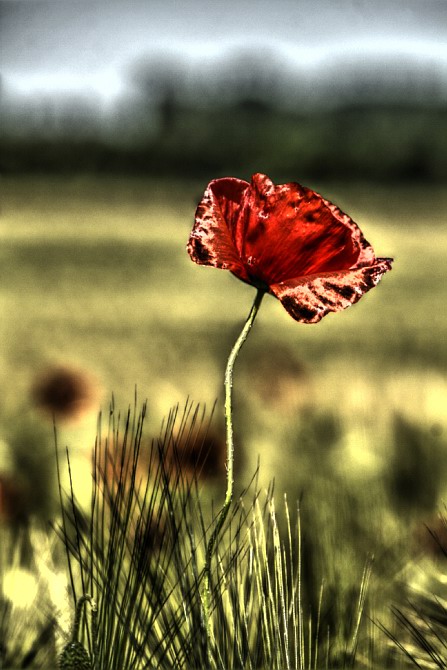 Mohn