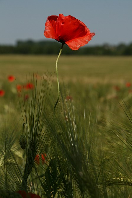 Mohn