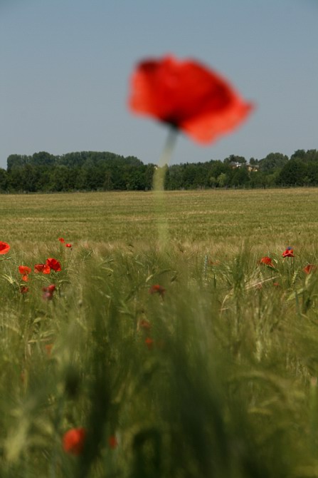 Mohn