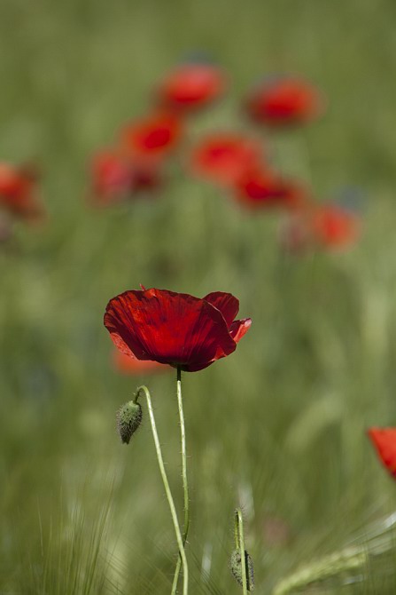 Mohn