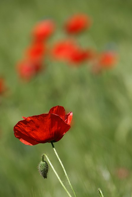 Mohn