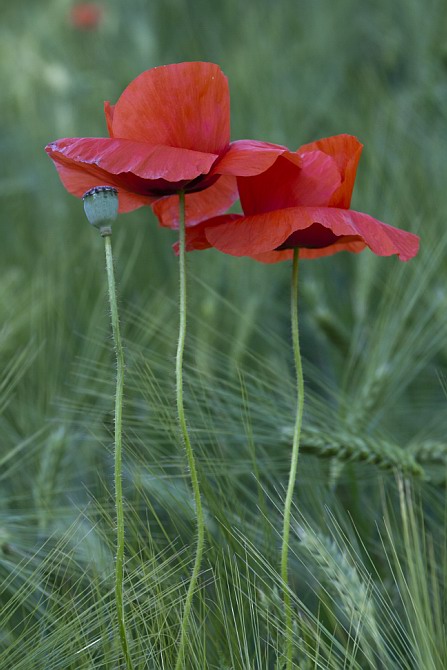 Mohn