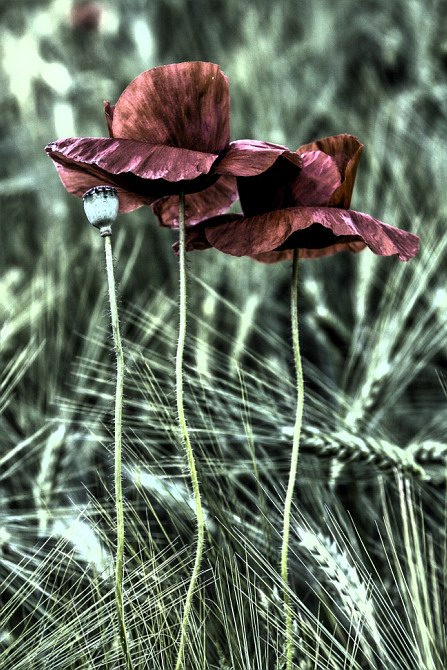 Mohn