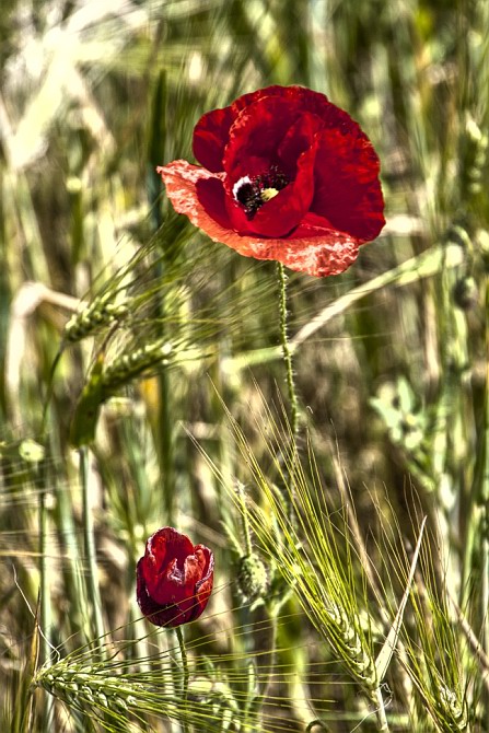 Mohn