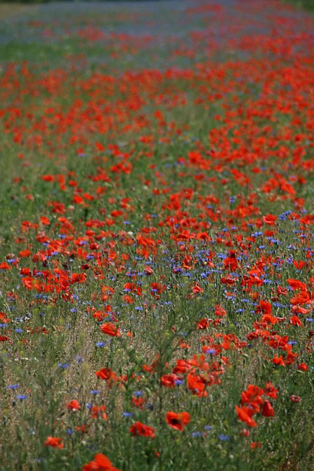 Mohn