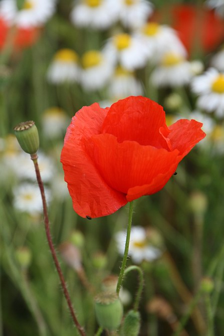 Mohn