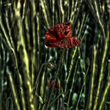 Mohnblumen