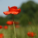 Mohnblumen